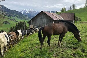 Ein Pferd und Kühe auf einer Weide.