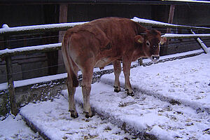 Auslauf mit Treppen für Kühe