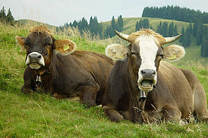 Zwei liegende Bio Weide-Beef Tiere