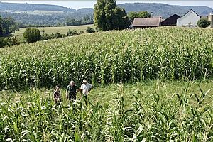 Menschen in einem Maisfeld