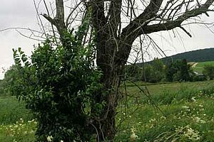 Abgestorbener Baum