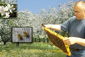 Imker mit Honigwabe vor blühendem Hochstammobstgarten