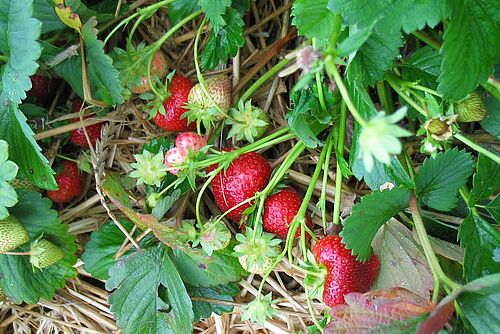 Eine Erdbeerpflanze mit einigen fast reifen Erdbeeren darauf