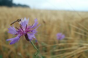 Eine Kornblume mit einer Libelle, im Hintergrund ein Getreidefeld.