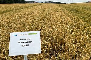 Ein Weizenfeld mit dem Schild "Sortenvergleich Winterweizen Bodeli"
