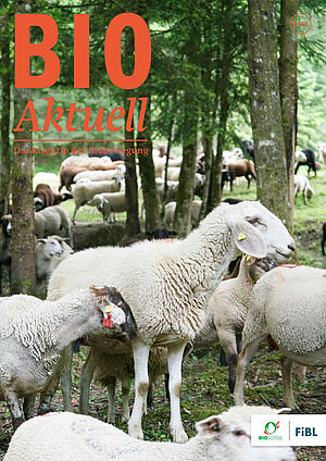 Titelseite Bioaktuell 6|2022: Titelseite Bioaktuell 6|2022: Schafe in einem Tannenwald auf der Alp