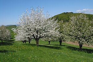 Grüne Wiese mit Kirschbäume in der Blützeit