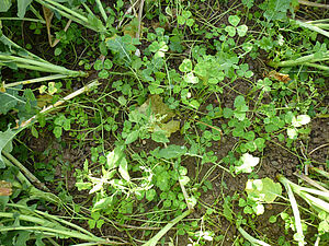 Zwischen den Rapsstengeln sieht man am Boden junge Kleepflanzen.