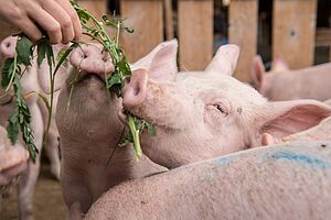 Hand verfüttert grüne Pflanze an ein Schwein.