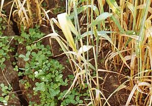Kleine Kleepflanzen wachsen in einem Weizenbestand. Es ist eine sogenannte Untersaat.