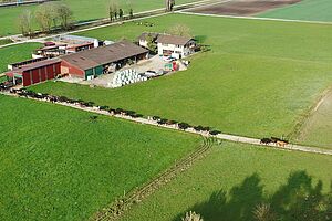 Luftaufnahme eines Weidebetriebes in Gampelen. 