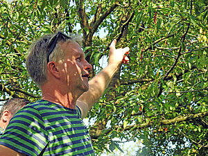 Mann steht unter einem Kirschenbaum und zeigt mit dem Zeigefinger darauf