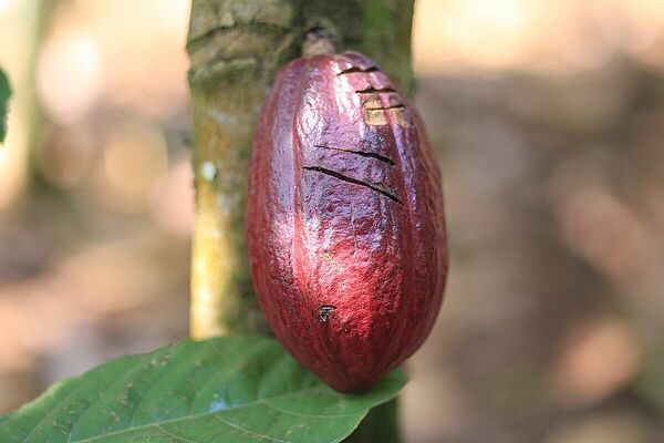 Kakaobohne an der Pflanze