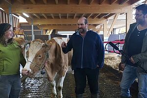 Florian Leiber interviewt das Betriebsleiterpaar im Stall, in der Mitte die behornte Kuh Berge