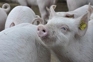 Ein Schwein schaut nach oben, es sind mehrere Hinterteile von Schweinen sichtbar. 