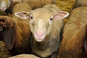 Mehrere Schafe stehen nebeneinander, weisses Schaf in der Mitte schaut frontal in die Kamera.