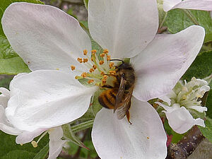 Mauerbiene auf Blüte