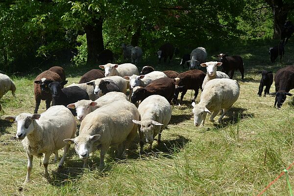 Schafe auf einer Weide vor Wald.