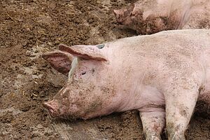 Ein Schwein liegt mit verschmutztem Kopf auf einer braunen, matschigen Fläche.
