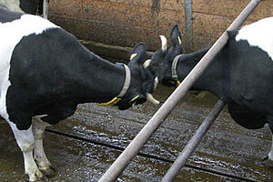 Zwei durch eine Abschrankung getrennte Kühe nehmen Kontakt auf.