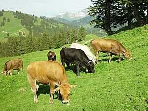 Rindergruppe am Steilhang einer Alp in der Innerschweiz