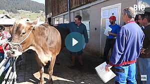 Tierarzt steht mit Bauern neben einer Kuh und zeigt auf den Rücken