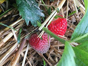 Botrytis bei Erdbeeren. Foto: FiBL Flore Lebleu