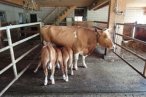 Eine Kuh und zwei Kälber in einem Stall.