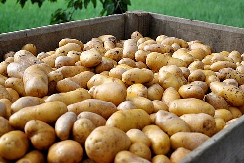 Kartoffelknollen in Paloxe