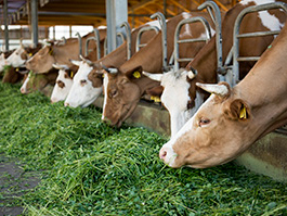 Kühe im Stall am Grass fressen