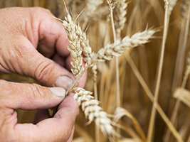 Zwei Hände untersuchen die Ähren in einem Weizenfeld