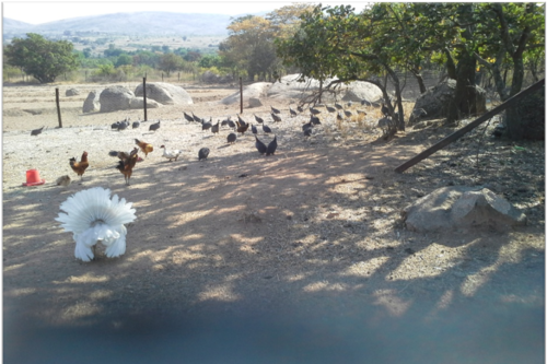 Geflügelhaltung in Simbabwe.