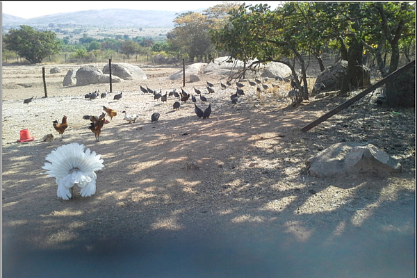 Geflügelhaltung in Simbabwe.