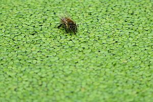 Biene sitzt auf grünen Wasserlinsen und trinkt.