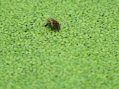 Biene sitzt und trinkt zwischen Wasserlinsen