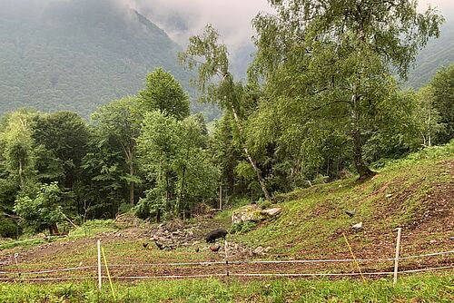 Schweine auf einer Alpweide.