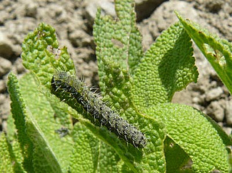 Raupe des Falters Heliothis peltigera. Foto: Agroscope ACW, Claude-Alain Carron