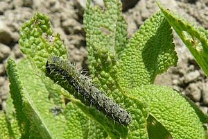 Raupe des Falters Heliothis peltigera. Foto: Agroscope ACW, Claude-Alain Carron