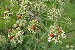 Blume mit Marienkäfer