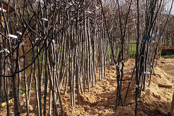 Junge Baumnussbäume in einer Baumschule.