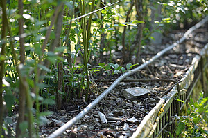 Nahaufnahme eines Tropfbewässerungssystems in einer Buschreihe.