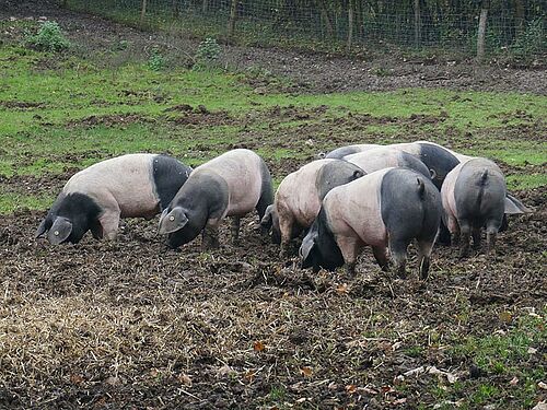 zwei Bunte Bentheimer mit den typischen schwarzen Flecken vor BesucherInnen in blauen Schutzanzügen
Schwäbisch-Hällische Schweine (schwarz mit breitem weissen Gurt) auf der Weide