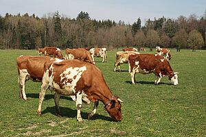 Braun-weisse Kühe fressen auf einer grünen Wiese, im Hintergrund ist Wald.  