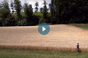 Landwirt vor reifem Weizenfeld