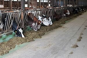 Verschiedenfarbige Kühe in einem Stall im Fressgitter. 