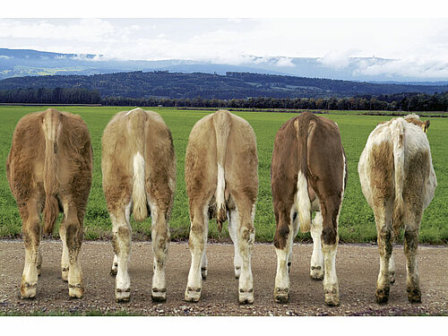 5 Rinder nebeneinander, von hinten gesehen
Bio Suisse Knospe