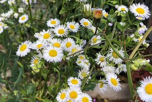 Weiss/gelbe Blumen 