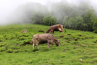 Zwei Braunvieh Kühe grasen auf einer steilen Weidefläche in den Bergen.