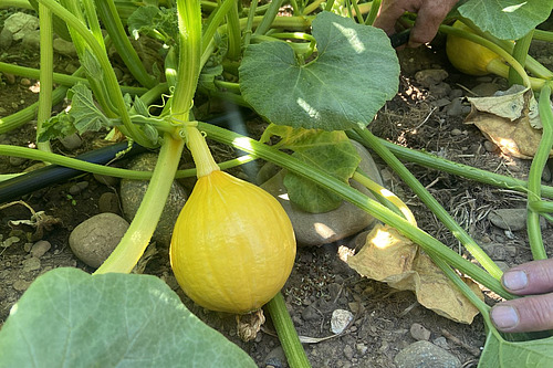 Ein gelber Kürbis in einem Feld, befestigt an seiner Pflanze. 