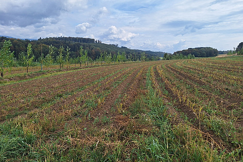 Blick auf ein Feld mit einem bestehenden Agroforst- und Wassermanagementsystem.